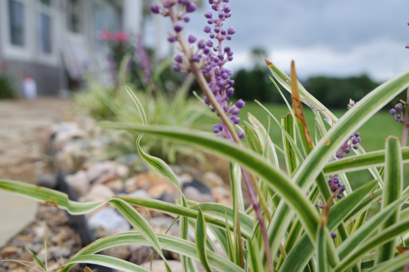 Variegated liriope and purple buds along a stone-edged garden