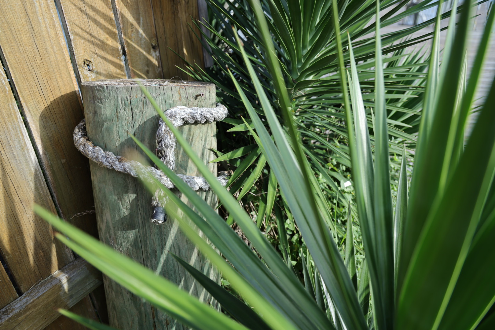 Rope knotted around a weathered wood post beside yucca fronds