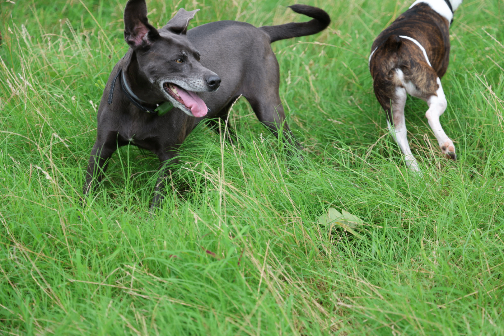 Grey dog mid-run through tall grass, brindle dog trailing