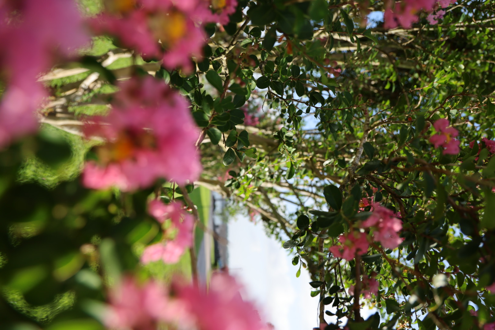 Pink crepe myrtle blooms in soft focus against a Texas sky