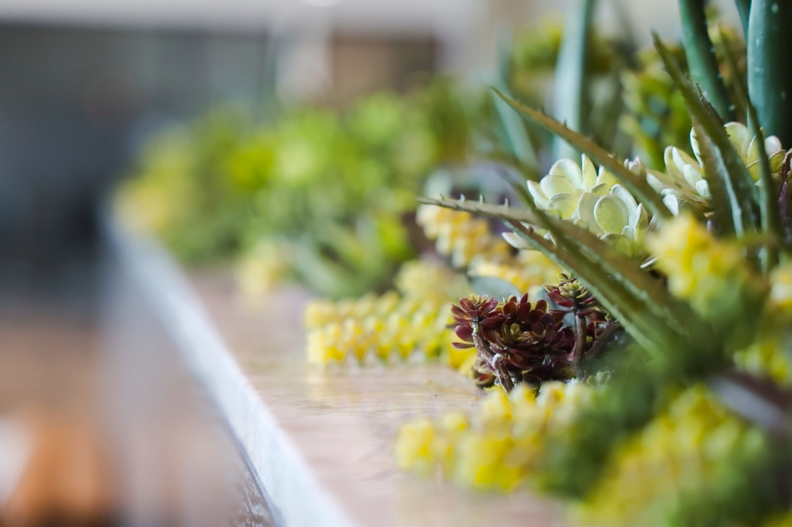 Succulents along a wooden ledge
