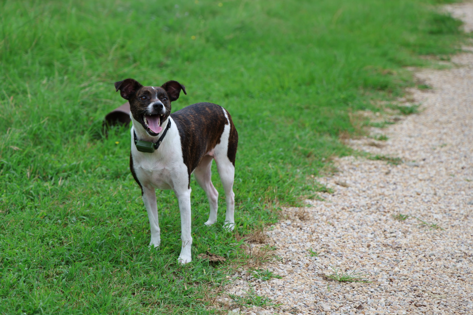 Brindle and white dog standing on the edge of a gravel path
